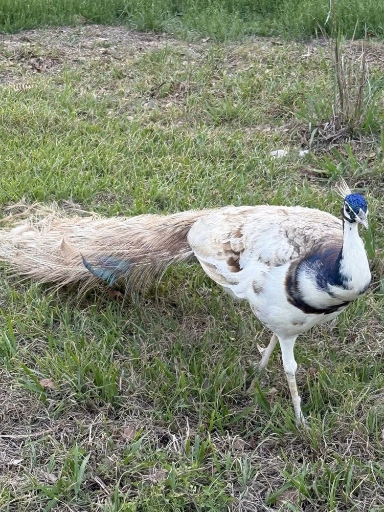 6 Peacock Peafowl Hatching eggs - Ready to ship, plus 1 extra egg!
