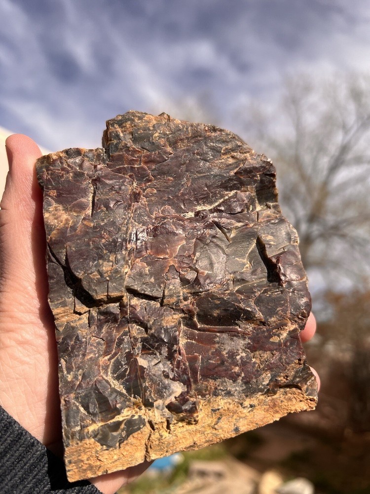 DoBell Ranch Petrified Wood