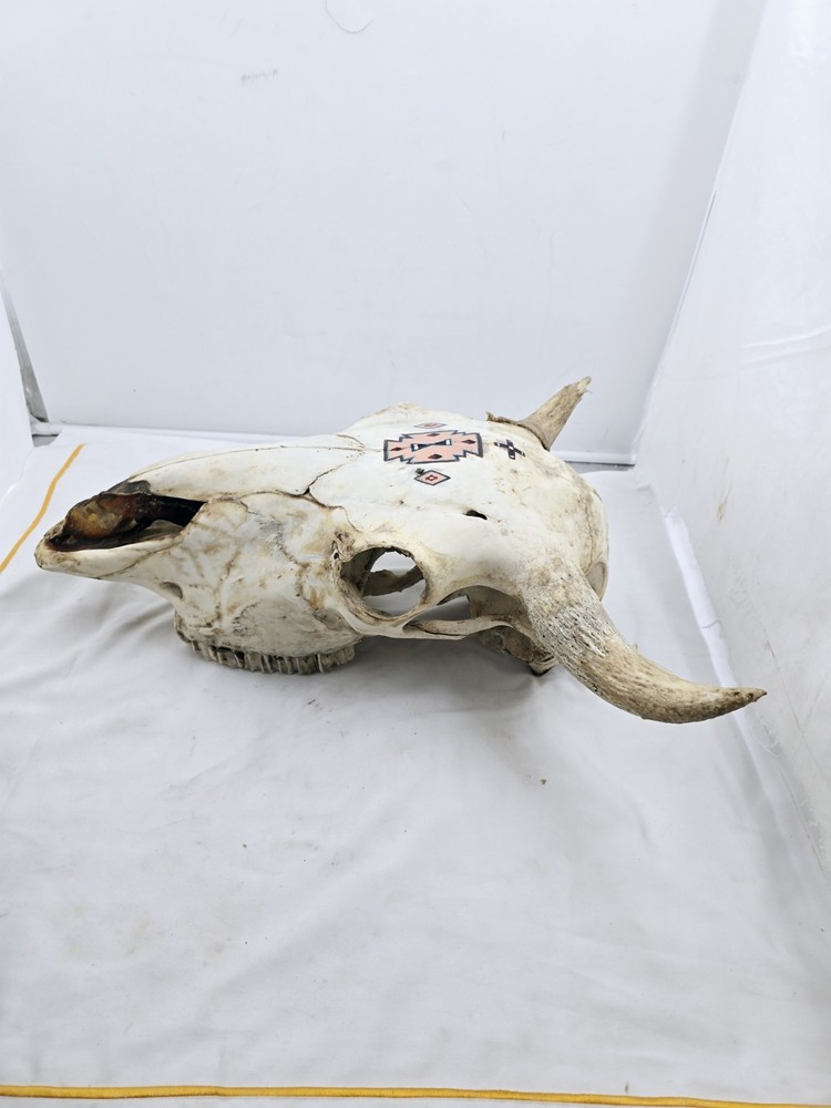 Steer Skull 19x18"