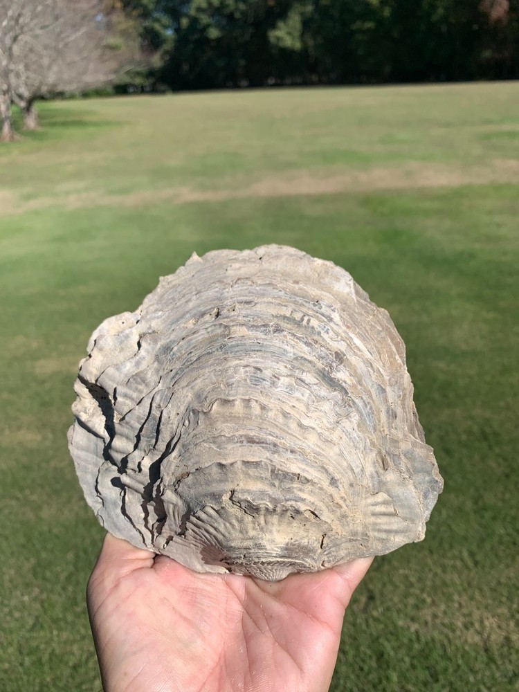 Large Paleocene frilly oyster from virginia