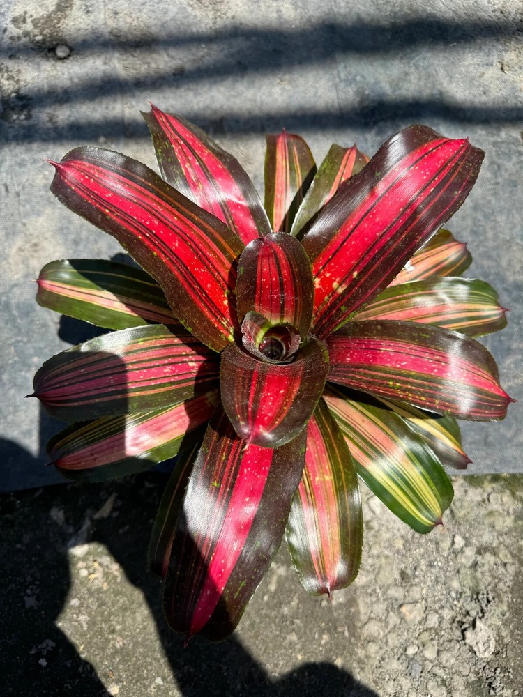 Bromeliad Neoregelia 'Kahala Dawn'
