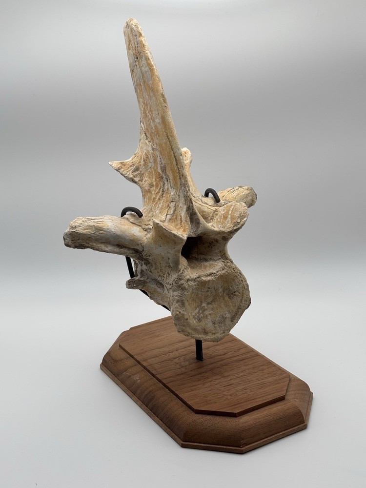 Elasmosaur Vertabrea Fossil 9” Tall Excluding Base Plesiosaur Cretaceous
