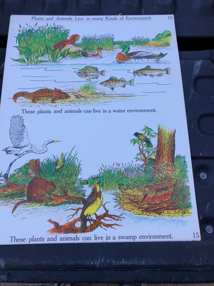 VINTAGE A.J. Nystrom Elementary science chart nature environment 24 x 18.5