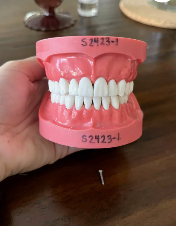 TWO Nissin Hard Gum Typodonts (Used)