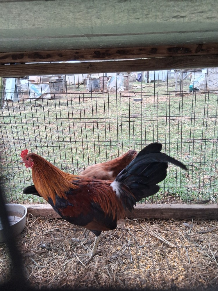 12 McLean Pure Hatching Eggs