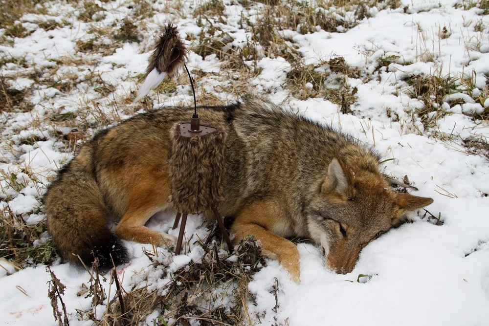 Realistic Motion Coyote Hunting Decoy