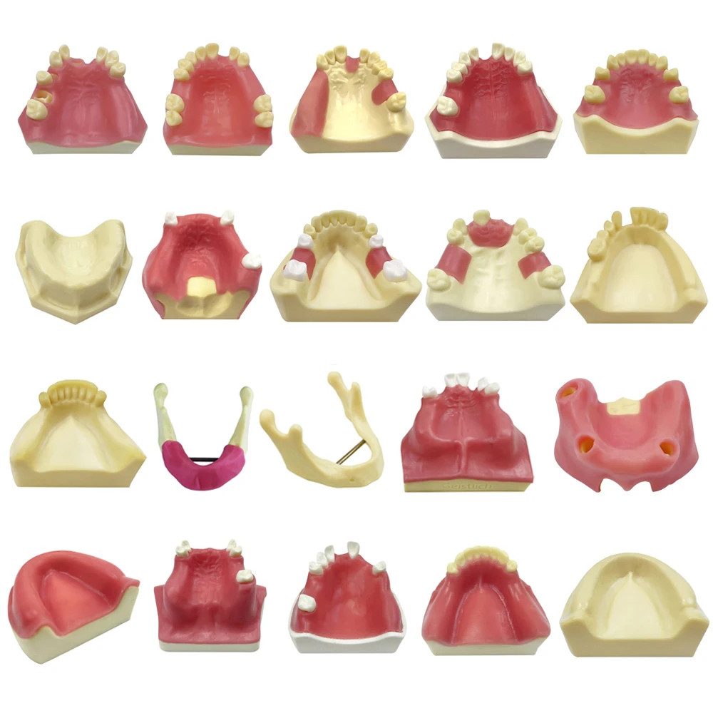 Dental Teaching Model Maxillary Mandibular Sinus Model Soft Gums Teeth Model