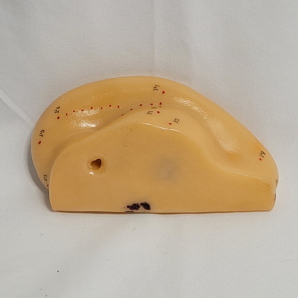 Professional Human Ear Acupuncture Points Model Anatomical Figure