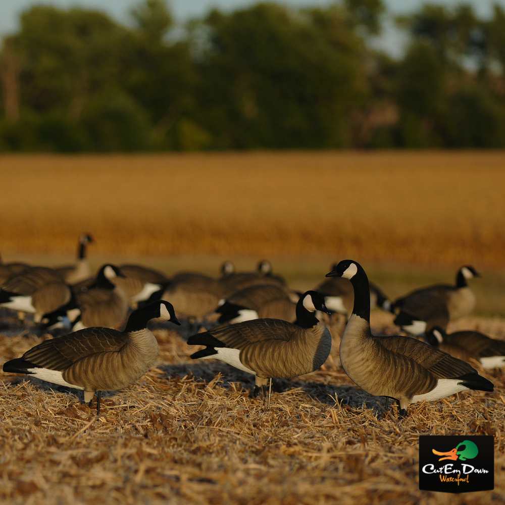 AVERY OUTDOORS GHG PRO GRADE LESSER CANADAS - HARVESTER PACK DOZEN