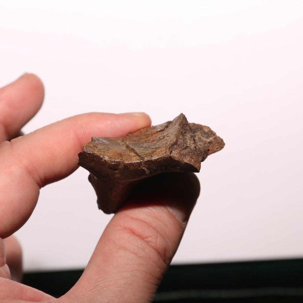 Dinosaur Vertebra Process - Fossil - Bone - Hell Creek Formation Cretaceous