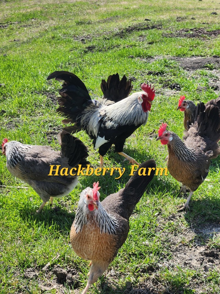 12 Silver Leghorn Hatching Eggs