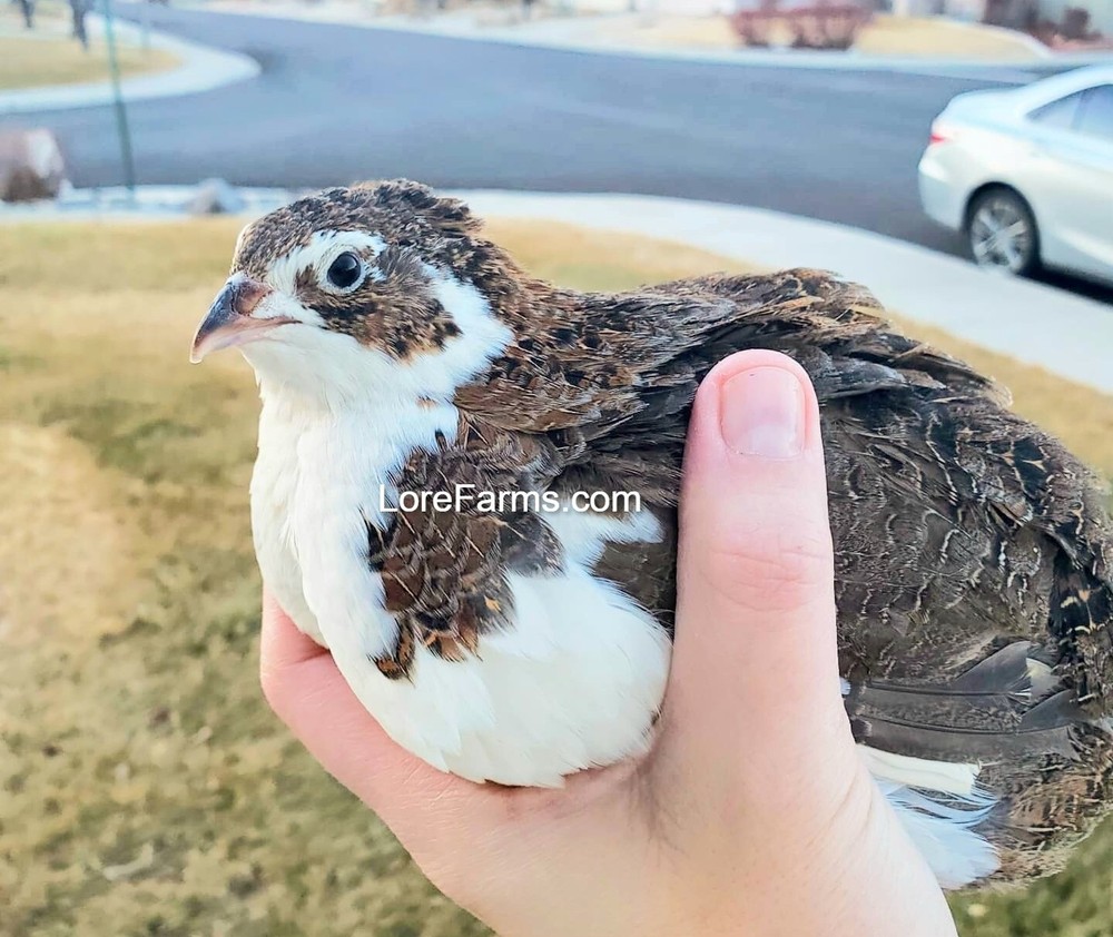 13 (+3 ext) LORE FARMS 💙 Celadon 100% TRUE Blue Coturnix Quail Hatching Egg