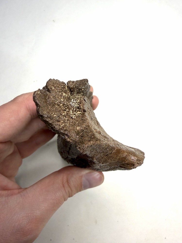 Ankylosaurus or Denversaurus Quadrate? - Lance Formation, Wyoming