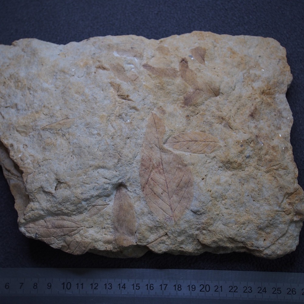 LARGE Czech Fossils Subtropical Tree Plant Tertiary Eocene