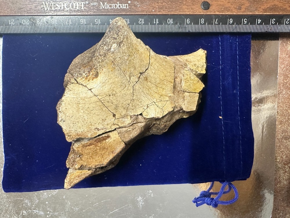 Genuine Hadrosaur dinosaur fossil