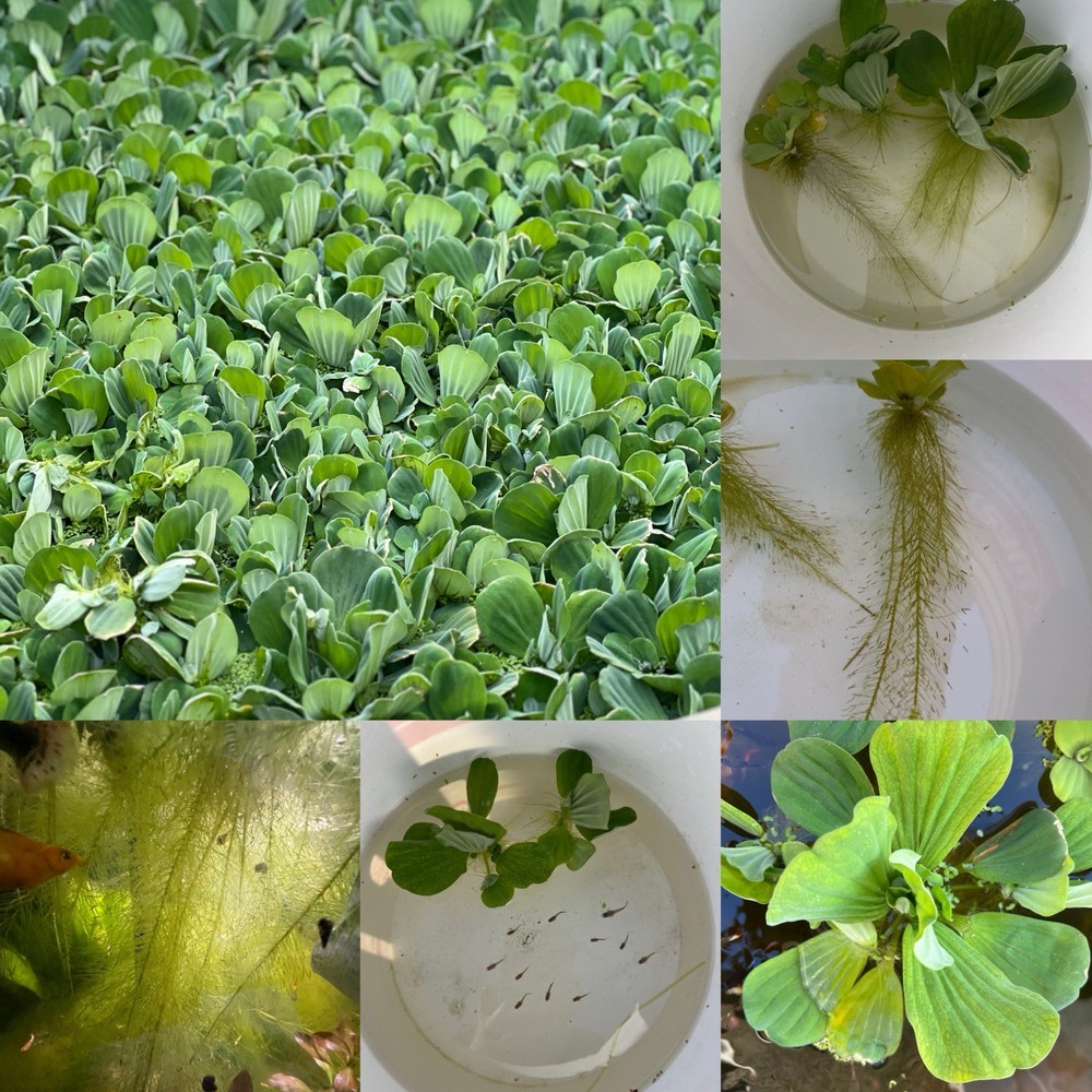 Water Lettuce (May Include RamsHorn Snails)