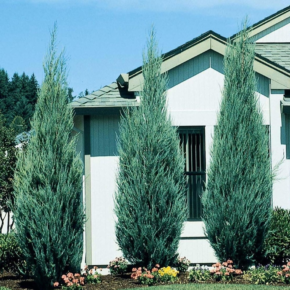 Skyrocket Juniper - Live 2" Pots - Juniperus Scopulorum - Upright Evergreen...