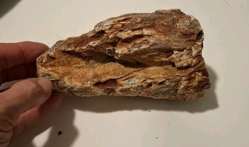 Petrified Wood 680g