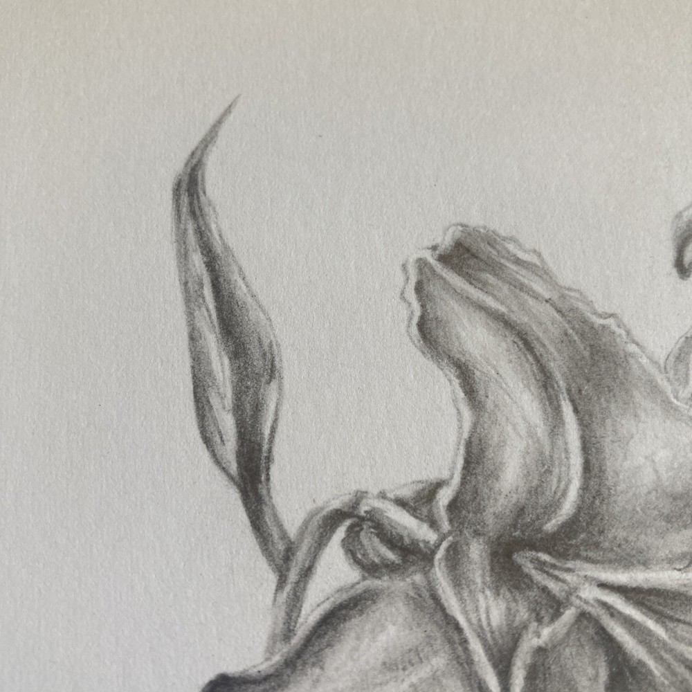 Original Artwork Botanical Flower Lily Graphite Pencil Drawing