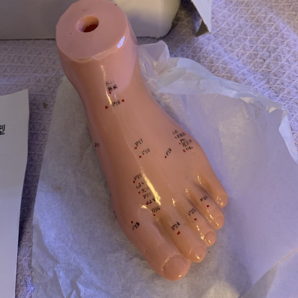 Human Acupuncture Foot Teaching Learning Model Tool 13 Cm English Version