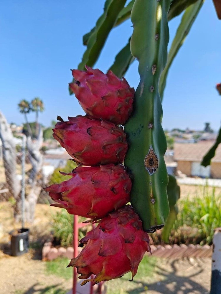 DRAGON FRUIT CUTTINGS - MULTIPLE VARIETIES - 13" - 17” Hi