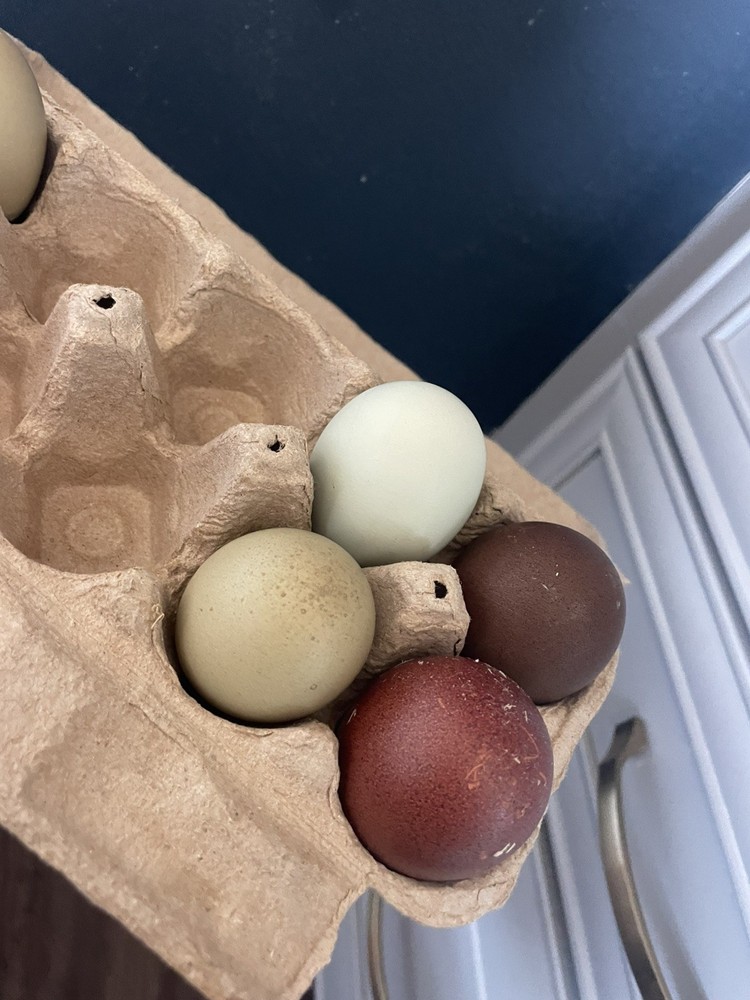 12 Rainbow Chicken Hatching EGGS. Olive EGGER. Multi GEN. BACKCROSS. SPECKLED