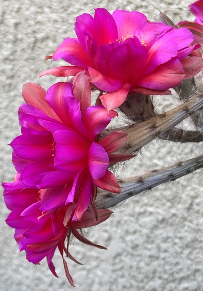 Echinopsis hybrid 'CS #1'  buds, 2" pot size