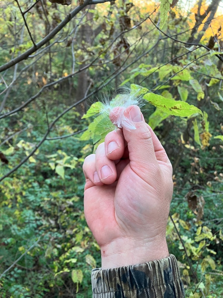 4 Pack Milkweed Wind Indicator