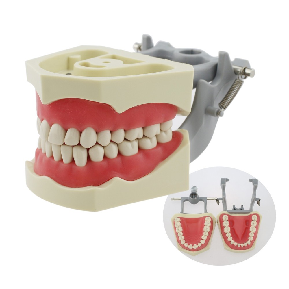 Dental Typodont Model with 32pcs Removable Teeth Columbia Dentoform 860 Type