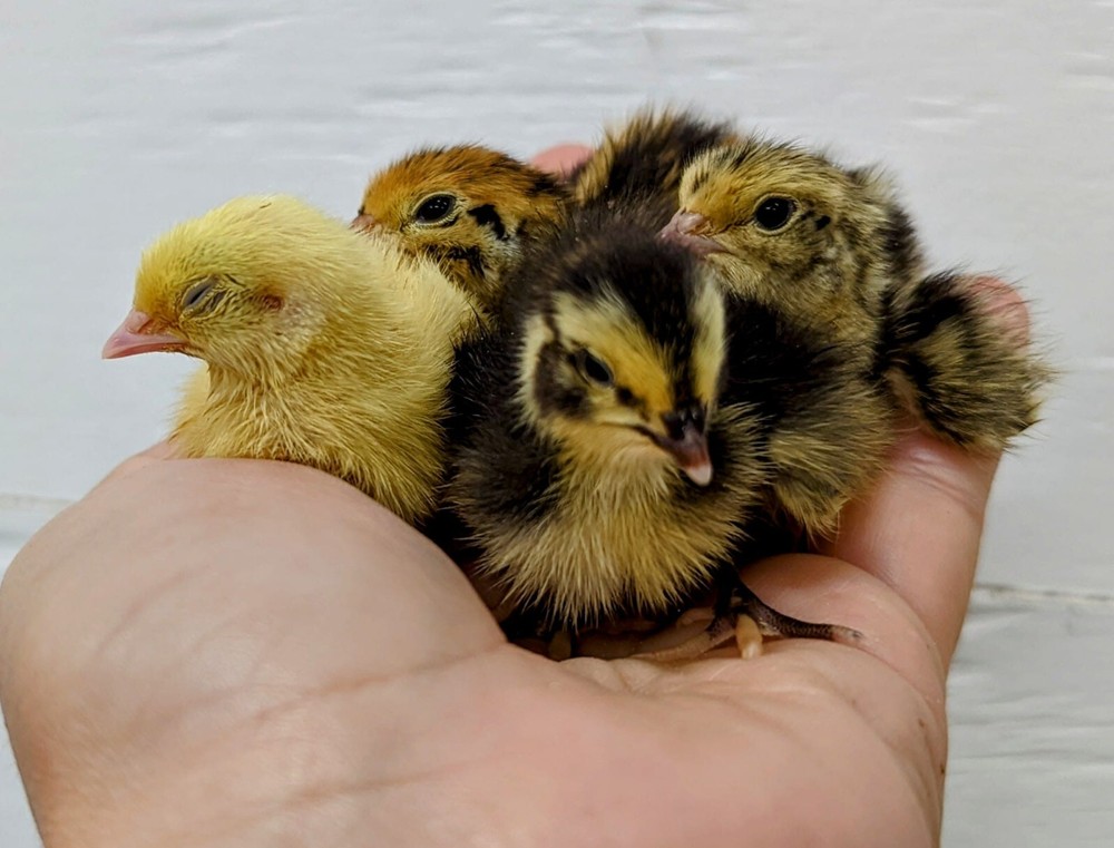 150+extras Coturnix Quail Hatching Eggs NPIP Flock