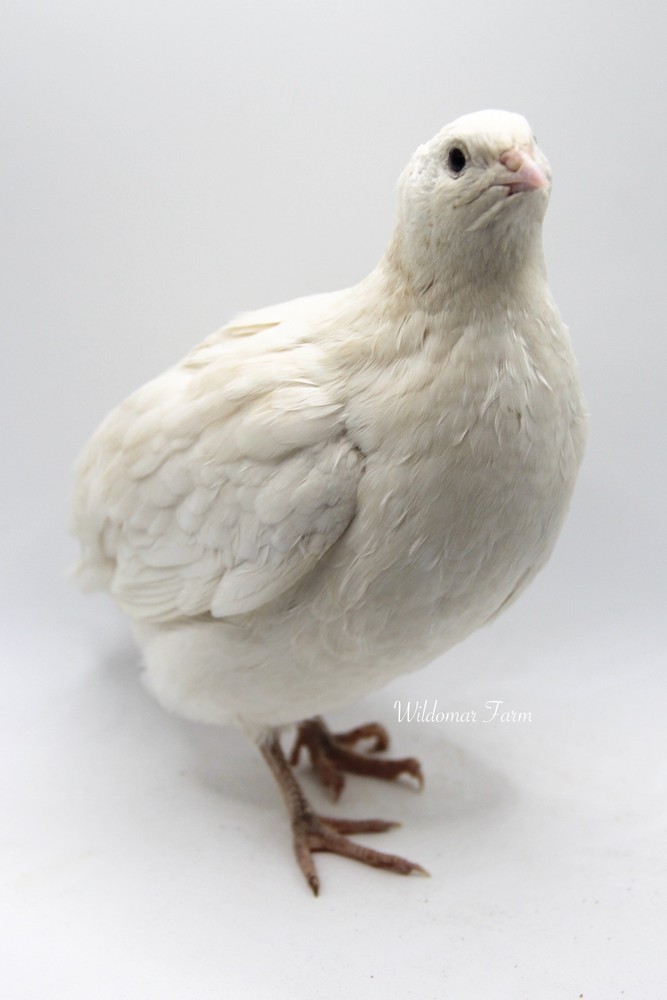 36 Coturnix Quail Hatching Eggs