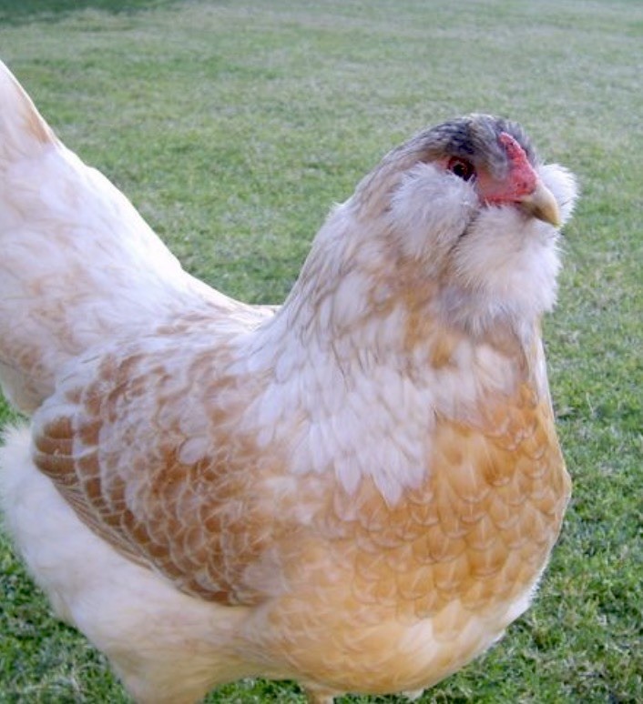 Easter Egger 12+ hatching eggs