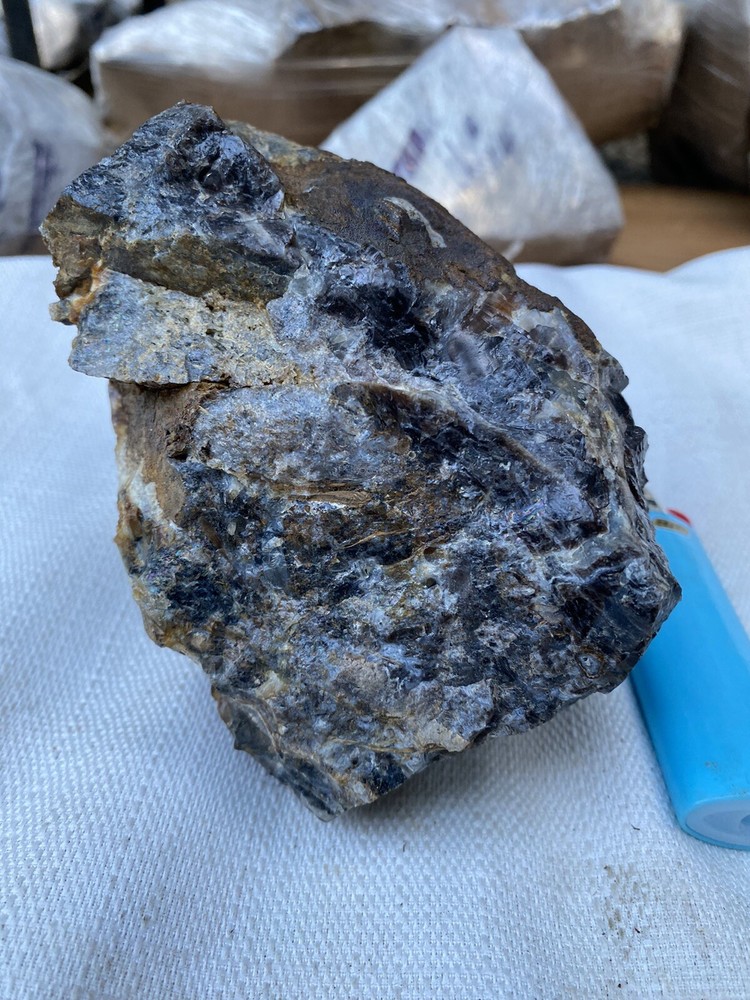 Fossilized And Opalized Fossils