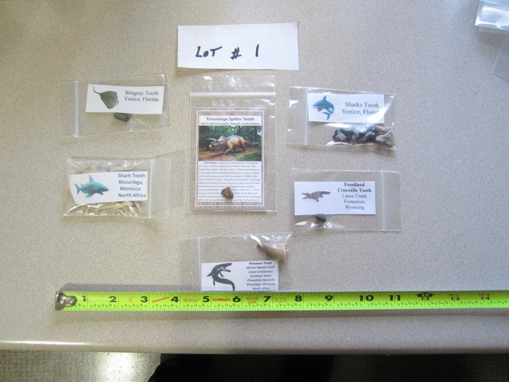 Dinosaur, Mammal, Sharks Teeth Kit
