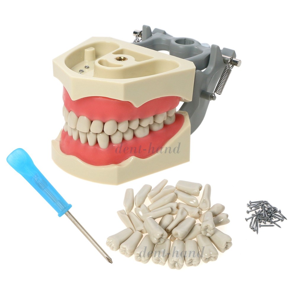 US 32Pcs Removable Teeth Columbia 860 Type Dental Typodont Restorative Model