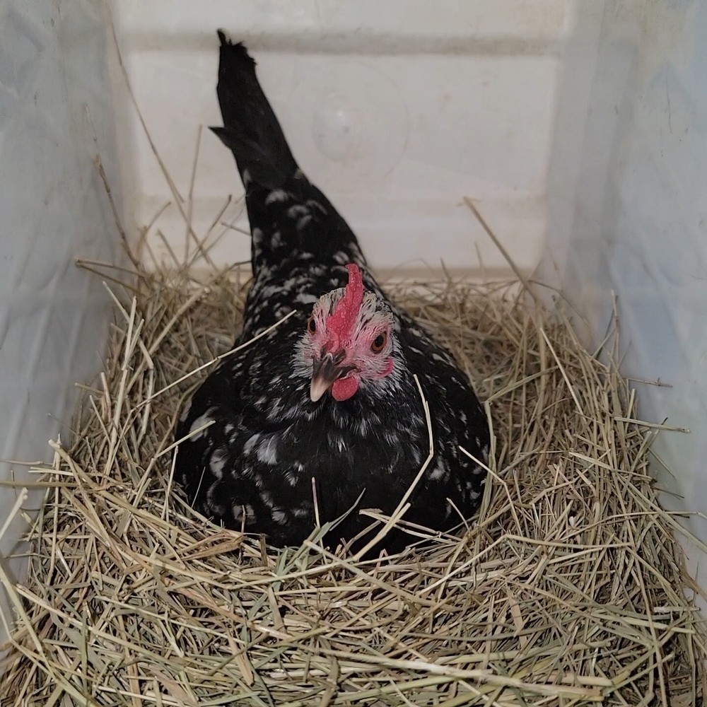 24+ Serama Bantam Hatching Eggs 4-H