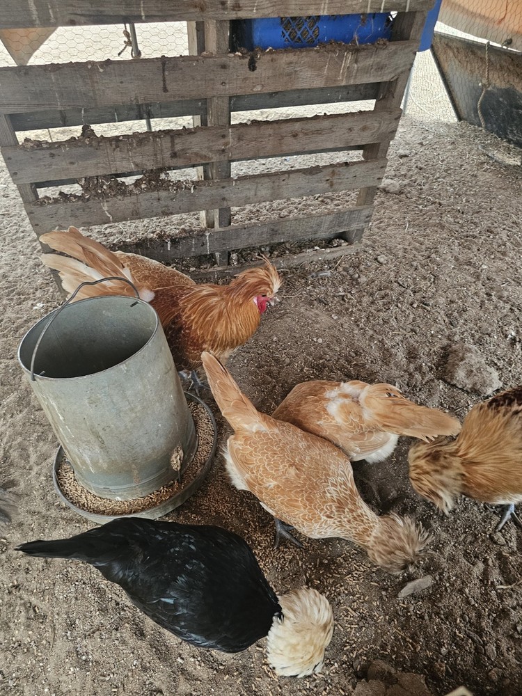 🐣 10 Polish Chicken Hatching Eggs 🐣