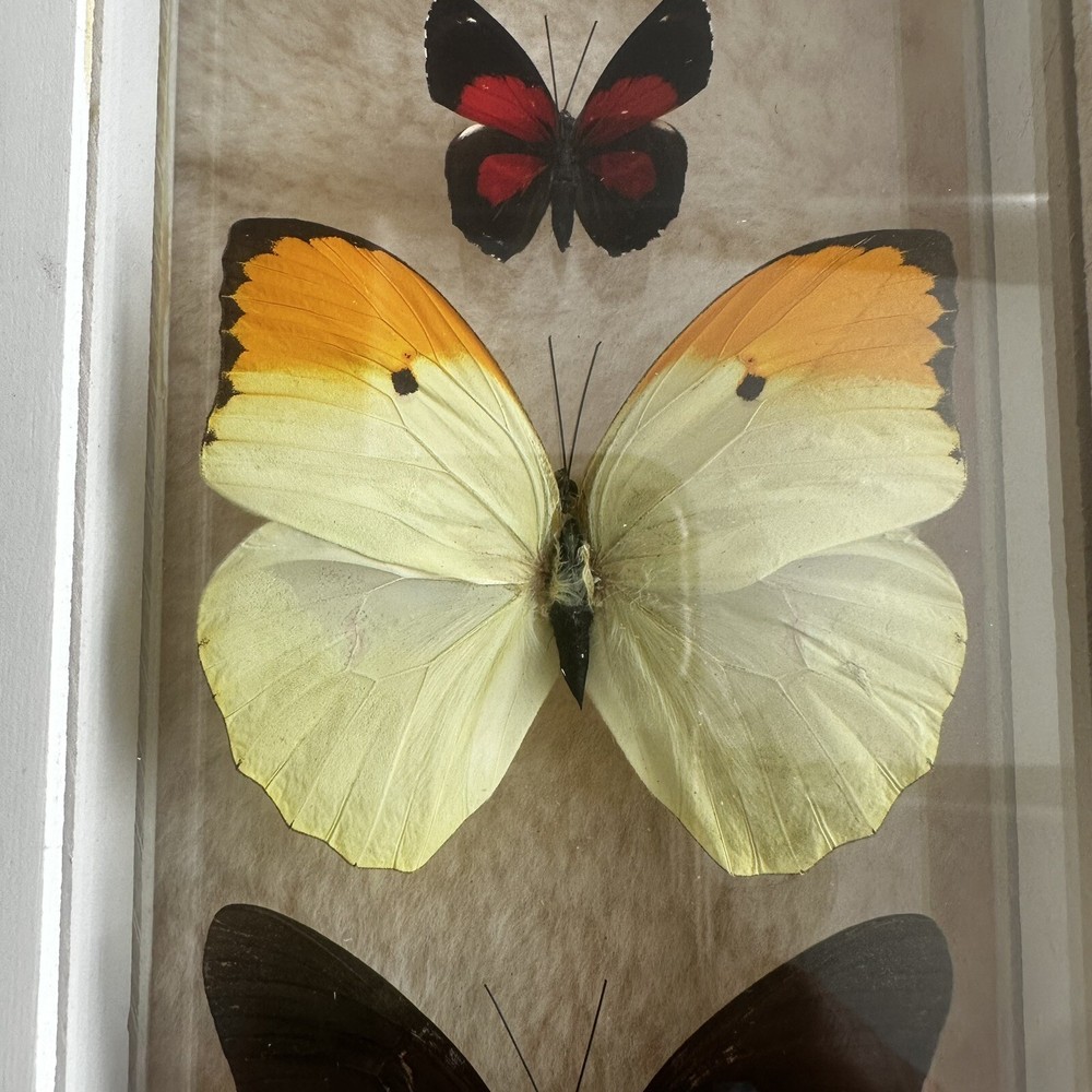 Real Framed Butterfly Specimen Display Shadow Box Swallowtail Entomology Art
