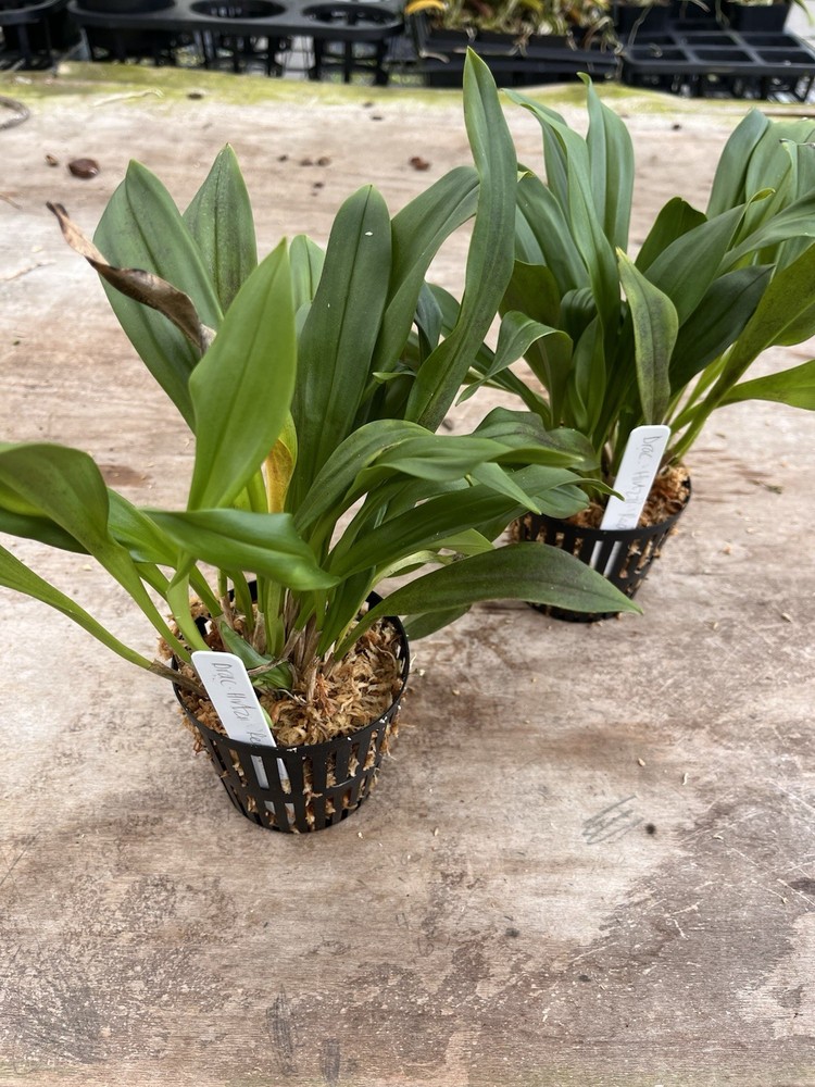 Dracula Orchid - Hirtzii ‘Red Devil’ 3.5” Net Pot