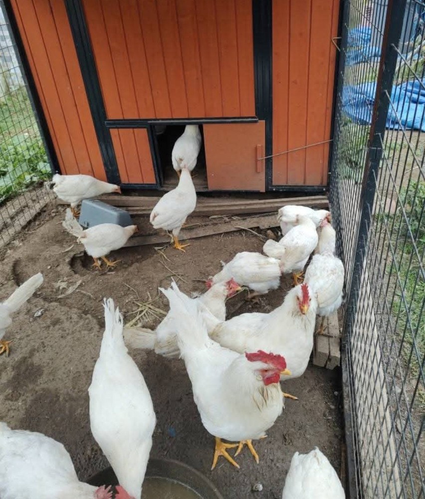 6+ Purebred White Leghorn Chicken Hatching Eggs