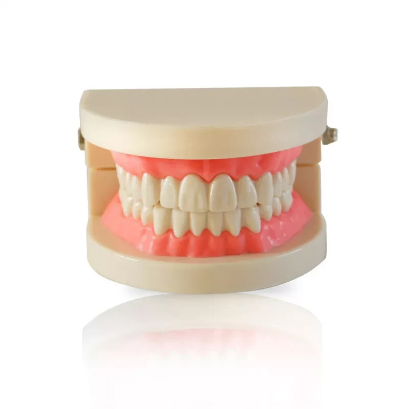 Dental Orthodontic Typodont Teeth Study Teach Standard Tooth Model Implant