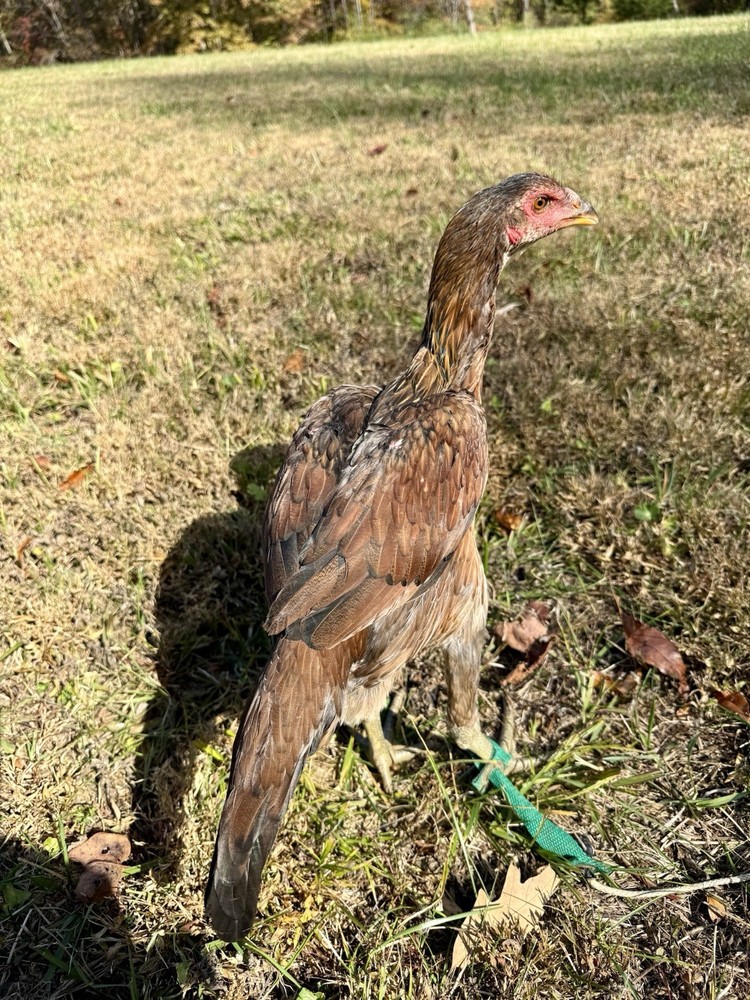 Hen Hatching Eggs (Aseel/Indian Cross)