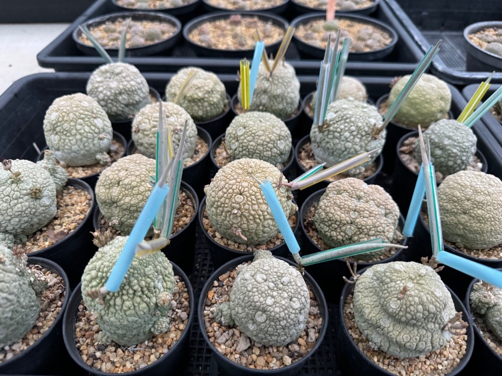600++ Seeds/Set Pseudolithos migiurtinus Fresh New seeds