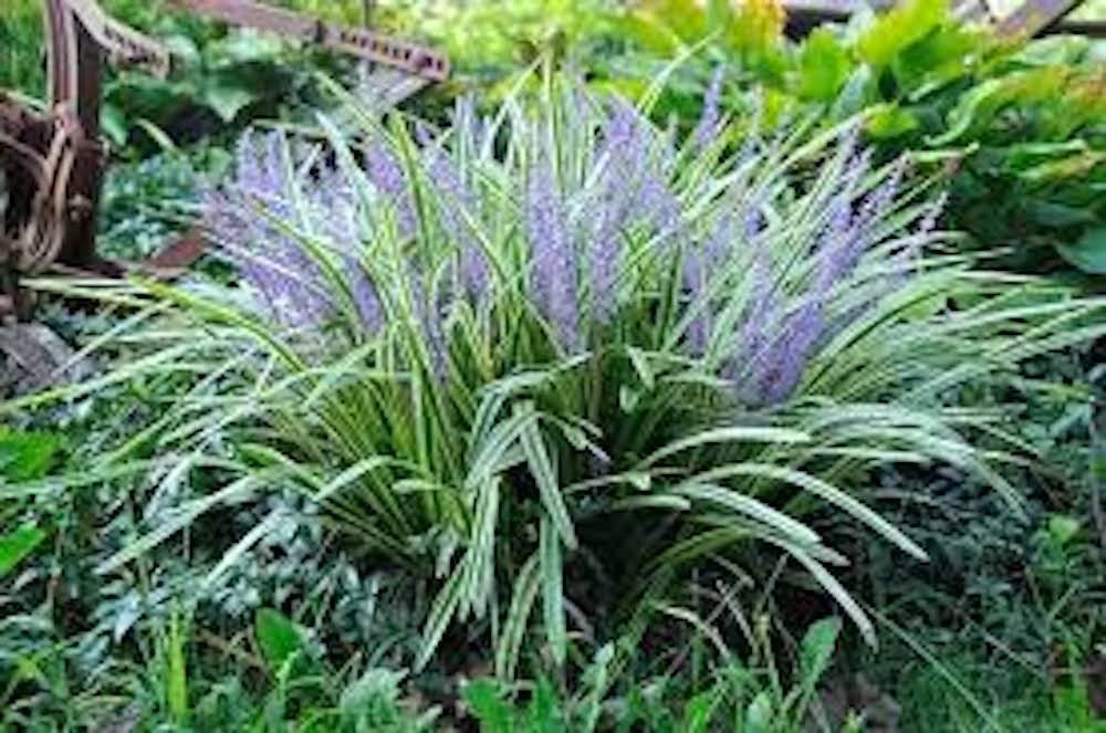 10 Varigated Monkey Grass Bare Roots Liriope muscari 'Variegata' Landscape