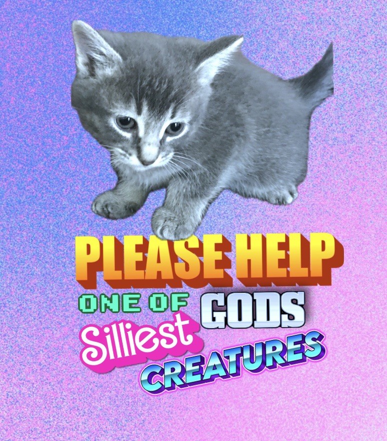 DONATE TODAY SAVE MUFFIN HEAD🙏🏻❤️ $5