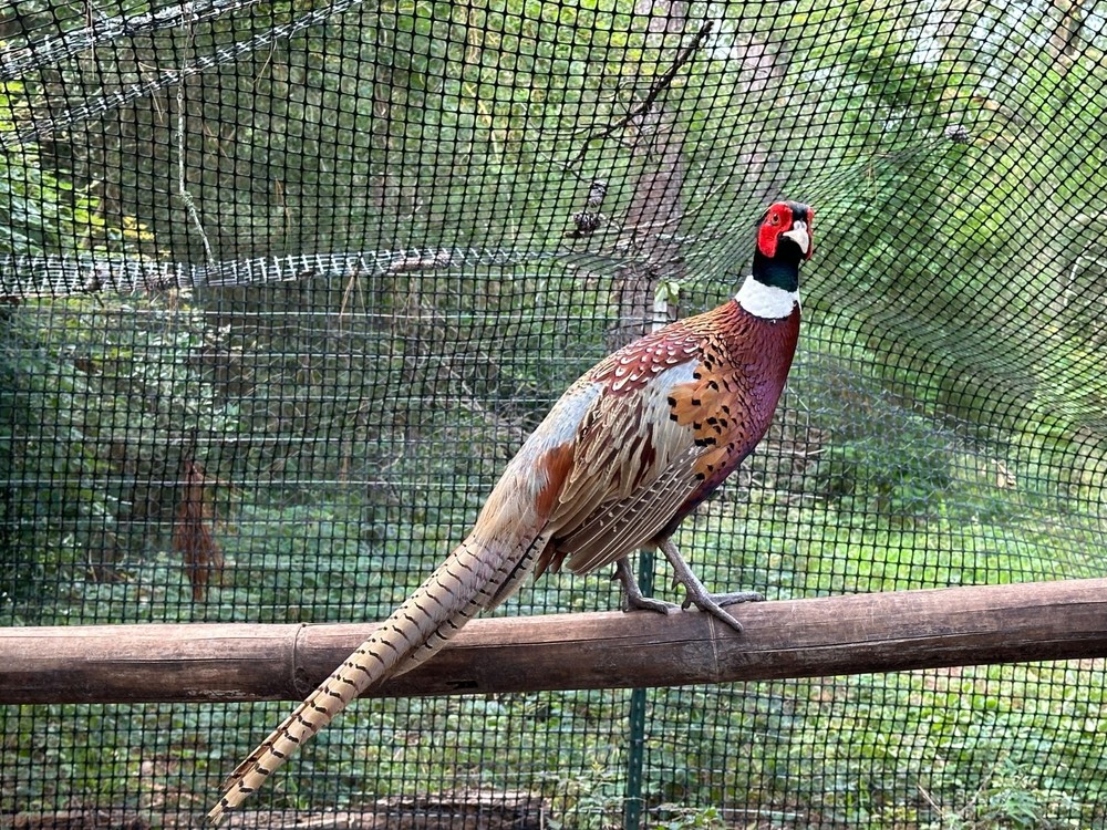 6+3 Free Ringneck Pheasant Fertile Hatching Eggs.
