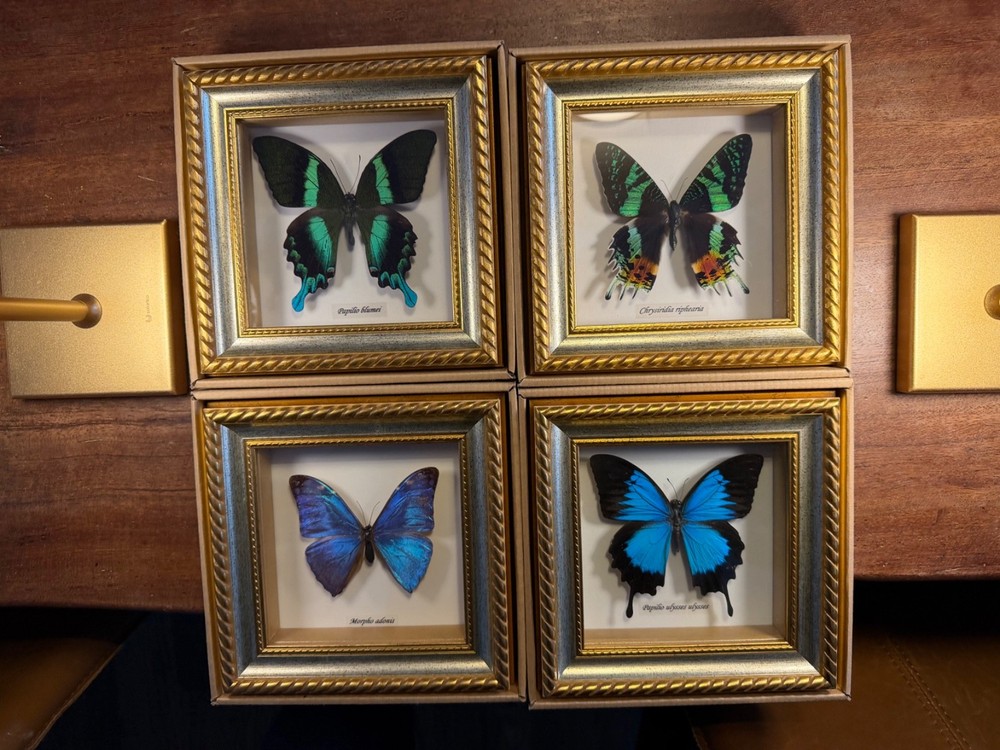 Bits and Bugs Butterfly LOT of 4
