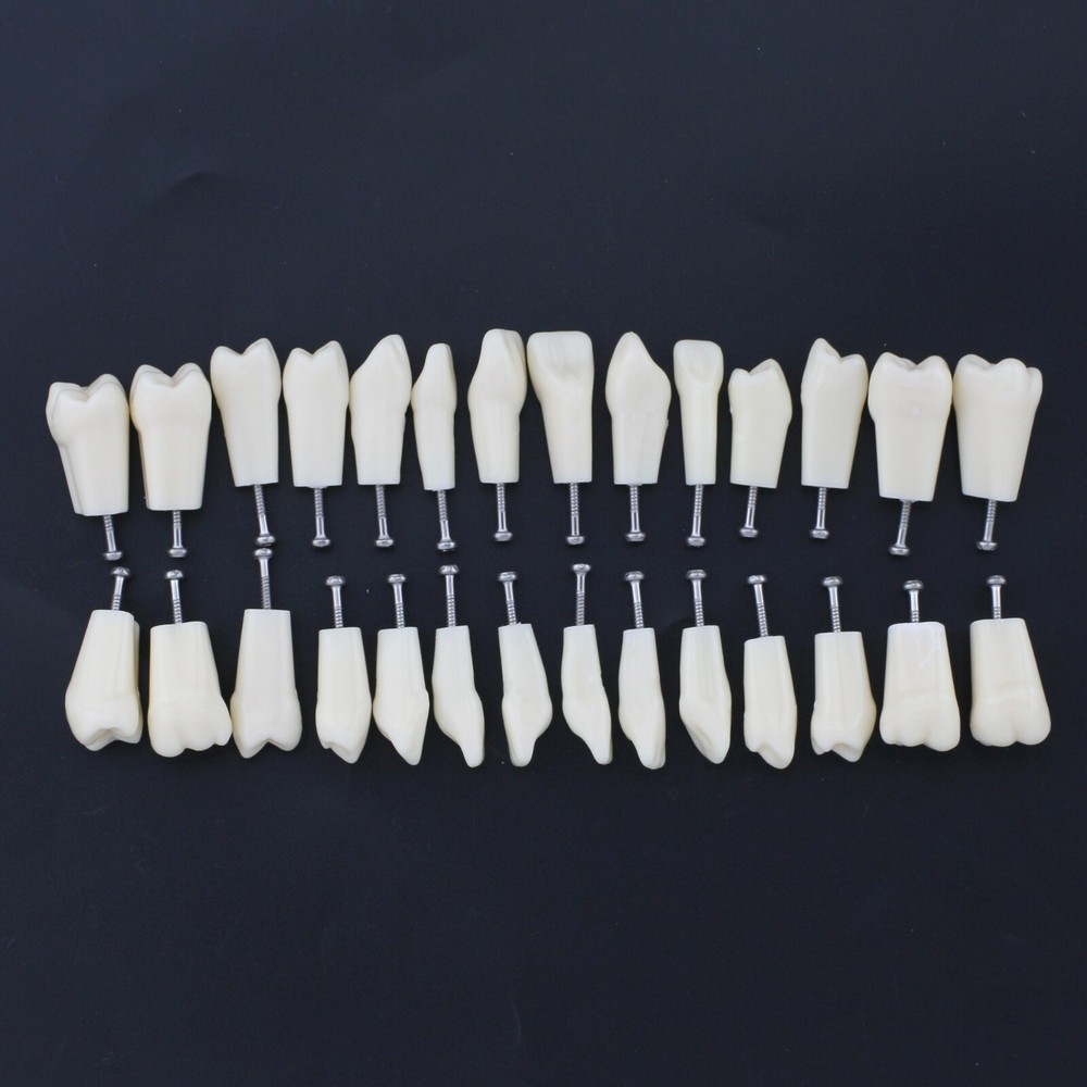 Frasaco AG3 Type Dental Restorative Prep Typodont Model 28/32pc Removable Teeth
