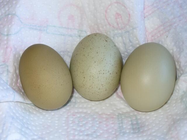 5 Easter & Olive Egger, Green unwashed Hatching Eggs.