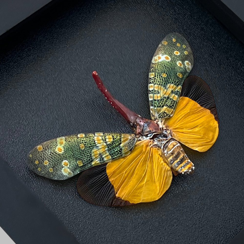 Real Insect Beetle Framed Lanternfly Black Shadow Box Frame Taxidermy Specimen